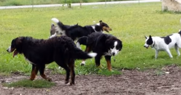 Houska Dog Park photo 1